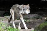 Wolf (Eurasischer Wolf)  ...  Andy Hensel 14.07.2010