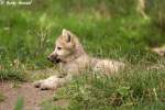 Polarwolfwelpe    ...  Andy Hensel 14.07.2010