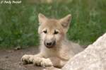 Polarwolfwelpe    ...  Andy Hensel 14.07.2010