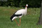 Wei�storch    ...  Andy Hensel 14.07.2010
