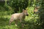 echte-wolfe-canis Polarwolfwelpe