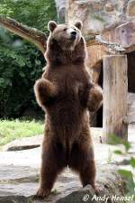 Braunb�r    ...