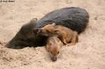 Weisbartpekaris Wei�bartpekari mit Junge