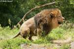 Sch....ohne Scham vor Publikum. Afrikanischer L�we  ...