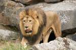 Afrikanischer L�we   ...  Andy Hensel 14.07.2010