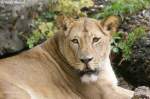 Afrikanische L�win   ...