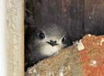 segler Junge Schwalbe blickt neugierig aus ihrem Nest unter dem Hausdach. Euskirchen 08.07.2010