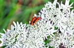K�ferporno (nicht f�r Jugendliche ...  Rolf Reinhardt 14.07.2010