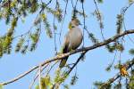 turteltauben-streptopelia Wildtauben im Ge�st, die einem mit ihrem 'Geturtle' mit der Zeit auf den Wecker gehen! Euskirchen 26.06.2010