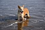 Mischlinge Am Strand im S�d Westen von COSTA RICA begleitete uns einige Meter dieser entz�ckende Hund, M�rz 2010.