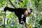 Kapuzineraffen Ein WEISSKAPUZINERAFFE im Geb�sch w�hrend einer BOOTSFAHRT in COSTA RICA, M�rz 2010.