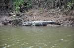 echte-krokodile-crocodylus Ein SPITZKROKODIL am Flussufer bei einer BOOTSFAHRT in einem Nat.Park im S�d Westen von COSTA RICA, M�rz 2010.