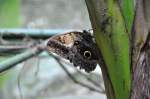Vermutlich ein EULENFALTER mit beachtlicher Gr�sse von ca. 10 cm ...