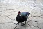 Moschusente, Malaienente (Cairina) (4 Fotos)