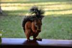 T�glicher Besuch im offenen Fr�hst�cksrestaurant.Hotelanlage auf der Halbinsel PUNTARENA in ...