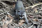 Ein WASCHB�R �berraschte uns bei einer Wanderung durch einen Urwald ...