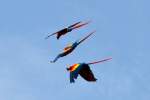 Rote ARAS flogen t�glich ...  ferdinand baumgartner 14.07.2010
