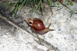 Schnecke, leider ...  Karl Seltenhammer 14.07.2010