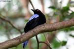 feenvogel Elfenblauvogel
