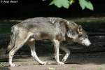 echte-wolfe-canis Wolf (Eurasischer Wolf)