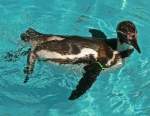 ein Humboldt Pinguin im K�lner Zoo  ...