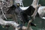 kormorane-phalacrocorax Kormoran