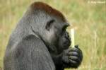 Westlicher Flachlandgorilla   ...