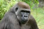 Westlicher Flachlandgorilla   ...