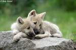 echte-wolfe-canis Polarwolfwelpen
