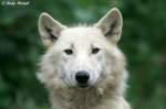 Polarwolf    ...