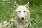 echte-wolfe-canis Polarwolf 