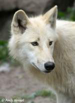 echte-wolfe-canis Polarwolf 