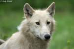 Polarwolf    ...