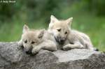 Polarwolfwelpen (geb. am 30.04.2010 im Zoo Berlin)  ...