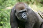 Westlicher Flachlandgorilla   ...
