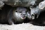 Zwergotter oder auch als Kurzkrallenotter bezeichnet.  ...