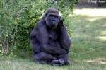 Westlicher Flachlandgorilla   ...