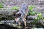 Wolf (Eurasischer Wolf)   ...