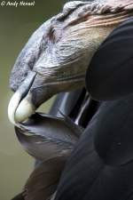 andenkondor-vultur Man muss schon genau hinschauen. Andenkondor macht Gefiederpflege und riss sich die eine Feder aus.