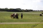 sonstige Freizeitpferde auf einer Weide, der H�nger mit der Tr�nkanlage darf auch nicht fehlen. 29. August 2009