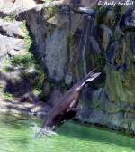 Kopfsprung eines S�dafrikanischen Seeb�ren ...  Andy Hensel 17.07.2010