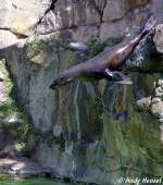 Kopfsprung eines S�dafrikanischen Seeb�ren ...  Andy Hensel 17.07.2010