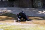 Kalifornischer Seel�we - Trainingsstunde ...  Andy Hensel 17.07.2010