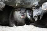 fingerotter-aonyx Zwergotter oder auch als Kurzkrallenotter bezeichnet.
