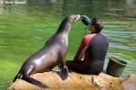 nordpazifische-seelowen-zalophus Kalifornischer Seel�we - Trainingsstunde Foto 13