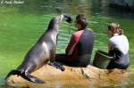 nordpazifische-seelowen-zalophus Kalifornischer Seel�we - Trainingsstunde Foto 12