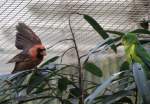 Vorf�hrung im Vogelhaus. Ein ...  Gilbert Angermann 17.07.2010