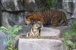 Ganz sch�ner Brocken, der Hintere. Sibirische Tiger oder auch Amurtiger ...