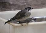 Chinab�lb�l (Pycnonotus sinensis) am ...  Gilbert Angermann 17.07.2010
