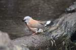 G�rtelgrasfinken (Poephila cincta) beim ...  Gilbert Angermann 17.07.2010